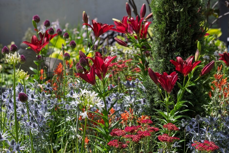 <i>Lilium</i> 'Lasting Love'